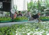 El banano es el mayor generador de empleo formal en el agro.