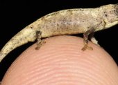 Brookesia nana
GLAW ET AL. 2021 / SCIENTIFIC RE
1/2/2021