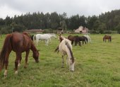 Alimentación. Los caballos de la hacienda Anchamaza no comen balanceado, solo comen pasto.