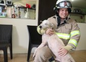Uno de los animales que fue rescatado hace poco por los bomberos.