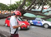 Hecho. El incidente ocurrió la tarde del pasado lunes. Tres vehículos quedaron aplastados por la caída del árbol.