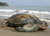 En la imagen un registro de un ejemplar de una tortuga laúd, la especie de quelonios más grande del mundo.