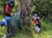 Brigadas de reforestación se llevan a cabo los fines de semana.