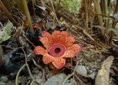 Una rafflesia en el Jardín Botánico "Queen Sirikit", en Tailandia.