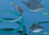 Esta imagen muestra el comportamiento en círculos de varios animales marinos.