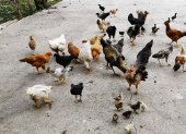 La empresa produce alimento para animales.