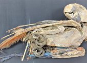Imagen de un loro momificado del período intermedio tardío, entre 1100 y 1450.