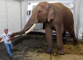 Un elefante asiático de circo, es trasladado hoy, martes al Zoológico de Culiacán desde la ciudad de Guadalajara, estado de Jalisco (México).