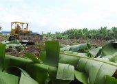 Las fincas bananeras buscan incrementar sus medidas de bioseguridad para evitar la expansión de la enfermedad.