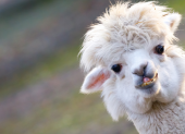 La alpaca es una especie doméstica de mamífero artiodáctilo de la familia Camelidae.