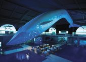 La ballena azul es uno de los atractivos del museo newyorquino.
