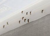 Vista de un grupo de mosquitos Aedes aegypti.