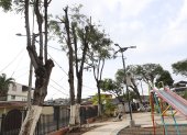 Hecho. La semana anterior se registró la poda mal realizada en uno de los parques de la ciudadela Guayacanes. Cinco polluelos fueron rescatados.