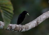 Fotografía de un pájaro cacique lomiescarlata (Cacicus microrhynchus) tomada desde el Canopy Tower, en el Parque Soberanía de Ciudad de Panamá (Panamá). EFE/ Bienvenido Velasco