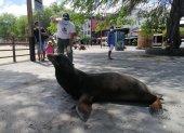 Fotografía cedida por el Parque Nacional Galápagos, que muestra al lobo marino de la isla San Cristóbal en las islas Galápagos (Ecuador).