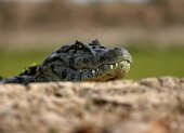 un caiman tenía en zozobra a los comensales de un restaurante.