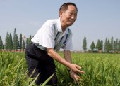 Miles de personas despidieron hoy en la ciudad de Changsha, en el centro de China, al científico chino Yuan Longping, conocido por haber desarrollado las primeras variedades de arroz híbrido y que falleció el pasado sábado a los 90 años.