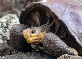 Fotografía sin fecha cedida por la Dirección del Parque Nacional Galápagos (PNG), de la tortuga Chelonisis phantasticus.