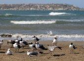 Un grupo de aves marinas es vista en una playa.