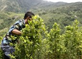 Un campesino camina en un cultivo de coca en Colombia.