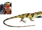 La lagartija, denominada Anolis nemonteae, fue localizada en las vertientes del Pacífico de los Andes, en el suroeste de Ecuador, a elevaciones entre 372 y 1.000 metros.