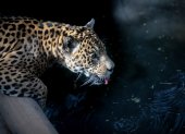 El jaguar ha perdido aproximadamente el 50 % de su rango de distribución, siendo el Perú el país que alberga su segunda mayor población, solo por detrás de Brasil.