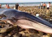 Vista del varamiento y muerte de una ballena de aleta o rorcual común (Balaenoptera physalus), ocurridos esta semana en Puerto Peñasco, en el estado de Sonora.