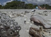 Peces muertos en una playa de Florida a causa del fenómeno natural.