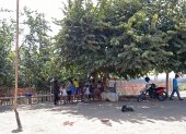 Los niños continúan recibiendo las clases bajo la sombra de un árbol.