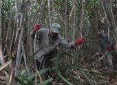 Preparación. Gabriel Cedeño y Alfonso Hidalgo alistan el terreno de la zafra. En la hacienda Rosaura esperan cosechar unas 130 toneladas por hectárea.
TRABAJADORES O ZAFREROS CORTAN LAS CAÑAS PARA LOS INGENIOS AZUCAREROS.