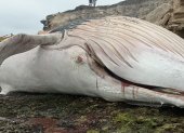 La ballena que fue encontrada muerta en las costas de Ayangue