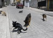 Situación. Decenas de canes rondan las calles del barrio ubicado en el norte de Quito. La pandemia agravó el problema por el abandono de las mascotas de compañía a raíz de la crisis.