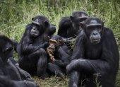 Durante décadas, los biólogos han observado que entre los chimpancés macho abundan los comportamientos amistosos como la cooperación o las alianzas.