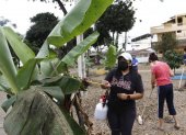 Daniela Inga, egresada de Agronomía, ayuda a salvar un árbol de la plaga la cochinilla en el parque del 8, en la tercera etapa de la Alborada.