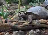 El vídeo se filmó en julio del año pasado en los bosques de la isla de Frégate (Seychelles).