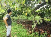 El cacao se siembra en varias zonas. Los clones dan resultados.