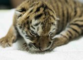 Fotografía que muestra una cría hembra de tigre de bengala (Panthera Tigris) hoy, en el Zoológico Nacional en Managua (Nicaragua).