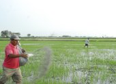 El arroz necesita varios tipos abonos.