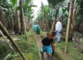 Exportaciones. Desde Valencia, provincia de Los Ríos, sale banano hacia el mercado turco.