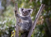 Gran parte de la población de koalas ("Phascolarctos cinereus"), del este de Australia es diezmada por el retrovirus (KoRV), llamado el sida de esta especie y que predispone a sus ejemplares a contraer la clamidia y otras patologías.