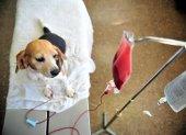 En varios países se han establecido bancos de sangre para las mascotas.