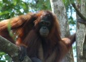 El zoo de Miami lamenta la muerte de una orangután de 44 años tras anestesia.