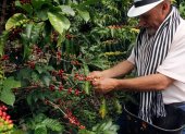 Producción. En el país hay fincas donde se busca cultivar café con los más altos estándares y comercio justo.