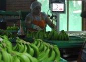 Ventas. Los envíos del banano descendieron un 5%, hasta agosto.