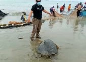Acción. La tortuga fue atrapada en el sector Las Conchas, en Salinas.