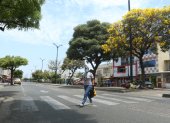 Diversidad. A los árboles mencionados se suman en la avenida, plantas de laurel, veraneras, almendras, entre otros.