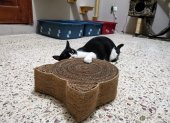 Los gatos reaccionan de maneras distintas ante el catnip. Algunos incluso parecen cazar ratones imaginarios.