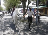 Equinos. Los niños podrán subirse a los caballos de la policía montada.