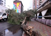 Bloqueo. Un árbol cayó sobre la avenida Diego de Almagro, en el centro.