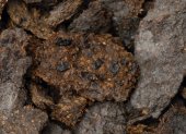 Esta imagen muestra excrementos humanos de 2.600 años de antigüedad procedentes de las minas de sal de Hallstatt, en los que se aprecian judías, mijo y cebada.